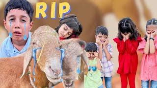 Eid Mubarik  || Everyone is Emotional   || Bablo And Chaman going to leave us