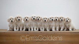 A day in the life with 10 Golden retriever puppies (puppy culture)