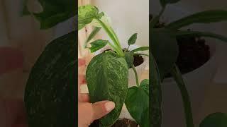 Филодендрон Хосе Буэно Имбе Вайт Марбл #Philodendron Jose Buono