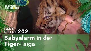 Tiger Babys im Zoo Leipzig geboren (Langfolge 202) | Elefant, Tiger & Co. | ARD