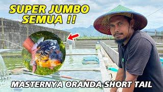 Ada Ikan Super Jumbo ‼ Master Oranda Short Tail Tulungangung - Hanggoro Farm