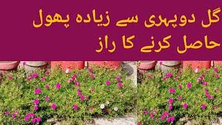 portulaca plant care and tips | Gul e dopehri plant| moss rose increase flowers