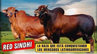 Red Sindhi, la raza que está conquistando los mercados Latinoamericanos.