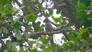 Barred Cuckoo-Shrike