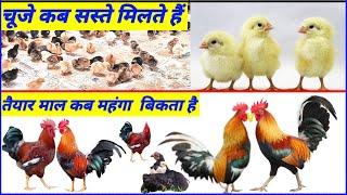 ये वीडियो सिर्फ़ चालाक किसान देखें!desi murgi palan kaise kare!!desi murgi palan business in hindi!!