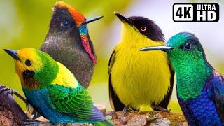 Most Amazing Birds in the World | Breathtaking Beauty of Earth's Most Exquisite Birds | Relaxation