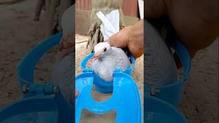 Kalapatai treatment #kalapati #birds #pigeon #kabutar #cat