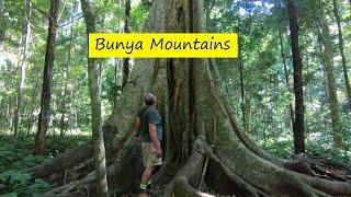 2023 - Ep 04 Bunya Mountains