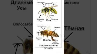 Как отличить пчелу от осы  #music #оса #пчела #лето