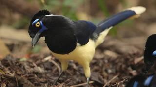 Natural Sounds Of The Atlantic Rainforest | The Wild Place | BBC Studios