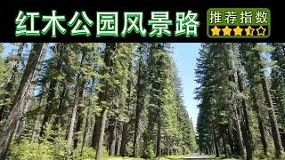 【11天环游美西 • 红木国家公园风景路】Redwood Scenic Drive