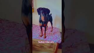 doberman