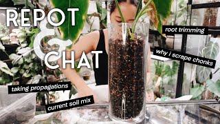 another big repot and chat #10 - chopping plants, trimming back roots and my current soil mix