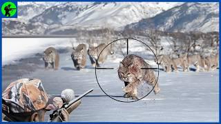 How Do Top Hunters In America Deal With Millions Of Bobcats | Farming Documentary