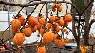 When to Pick & Eat Astringent SAIJO Persimmon