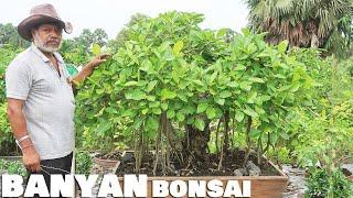 A Majestic Ficus Benghalensis Bonsai (Banyan)