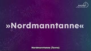 Nordmanntanne