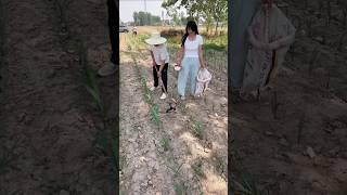 Fertilizer application with wheelbarrow "Agriculture, rural area& farmers" "A good helper for farmer