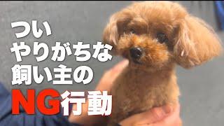 愛犬にとって危険なことや気をつけて欲しいNG行動