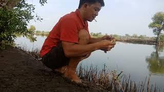 mancing mujaer cepret di kalanganyar #fishing #mancingtambak #mancingjaer