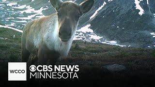 Caribou struggling after devastating wildfires in Canada