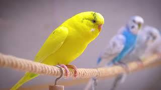 8 Hour of Happiest Sounds of Budgies living in the Garden