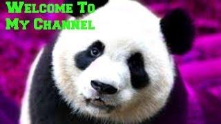 Welcome To My Channel - iHeartPanda