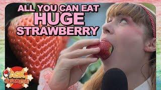 JAPAN'S BIGGEST STRAWBERRIES: ICHIGO HUNT FARM NEAR TOKYO!