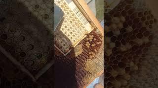 можно качать мед  #bee #пчелиныйрой  #beekeeping