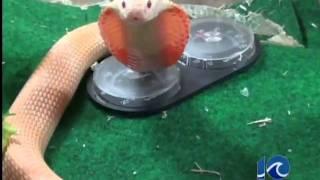 Man OK after pet albino cobra bites him