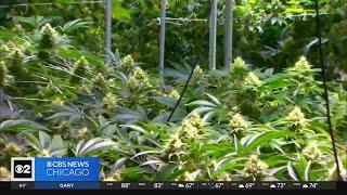 Study examining new drug to treat "cannabis use disorder"