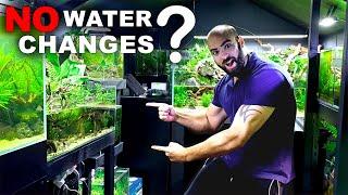Planted Ecosystem Tank - NO WATER CHANGES - Day 14 - How To: No Filter No Ferts No co2 No Heater