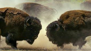 Männlicher Bison kämpft um einen Harem | BBC Earth