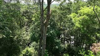 Drone view inside the rainforest in Sumatra