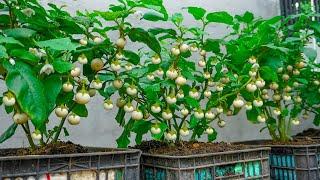 How to grow White eggplants at home so many fruits