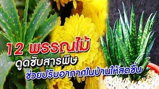 12 พรรณไม้ ดูดซับสารพิษ ช่วยปรับอากาศในบ้านให้สดชื่น | Aranya Channel