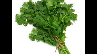 How to Keep Coriander Leaves Fresh for 4 weeks - By All in one