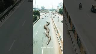 Anaconda on road | @RunFunTV #viralshorts #anaconda