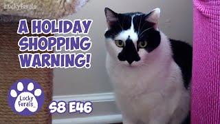 A Holiday Shopping WARNING - Lucky Ferals S8 E46 - Cat Vlog With 11 Cats