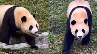 7.28 Panda Fu Bao #panda #fubao #푸바오 #fyp #viral #new #update #pandalife #pandalover