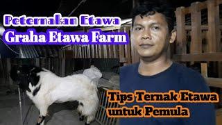 Dolan kandang diGraha Etawa Farm Nganjuk