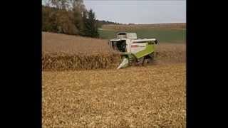 Mais dreschen mit Claas Lexion vom LU Kerler*Teil 1*