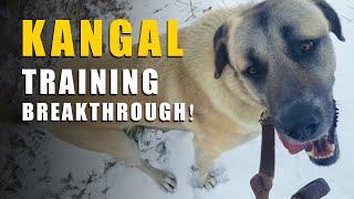 KANGAL TRAINING BREAKTHROUGH | TURKISH KANGAL DOG | ASH THE KANGAL