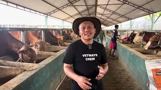 SAPI KURUS CEPAT GEMUK INI SOLUSI NYA ‼️