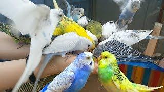 4K HDR Video – Beautiful Lovebird | Budgies and Cockatiel Birds Playing and Feeding