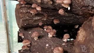 Shiitake pilze - Unsere Technik für den Anbau von Bio-Pilz-Shiitake in Farmen "BioWay"