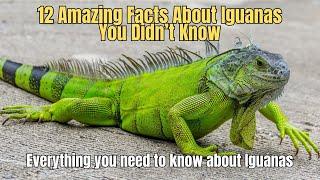 12 Amazing Facts About Iguanas You Didn’t Know What does a Iguana Look Like