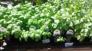 Civano Nursery - Herbs & Veg