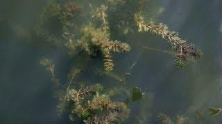 Eurasian watermilfoil  - Aquatic Invasive Species PSA