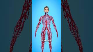 How Long Are Your Blood Vessels? 